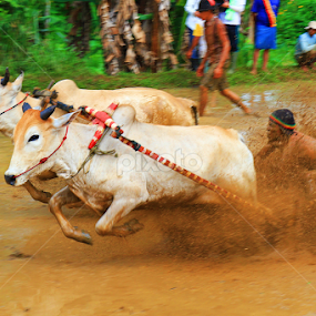 Cow race by Nasaruddin Naseh - Sports & Fitness Other Sports