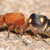 Velvet ant (female)