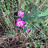 Everlasting Pea