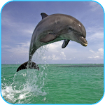 Dolphin 3d. Video Wallpaper Apk