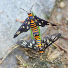 Tiger moths