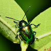 Dogbane Beetle
