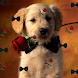 Puppy Live Wallpaper Original