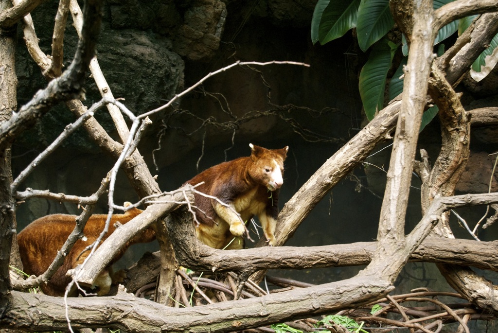 Matschie's Tree-kangaroo