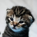 Kittens - Best & Sweet & Cute icon