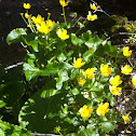 Marsh marigold