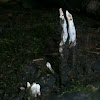 Candlesnuff fungus