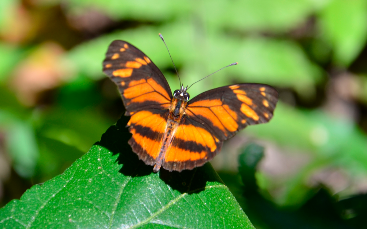 Longwing crescent