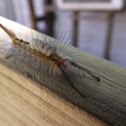 White-Marked tussock Caterpillar