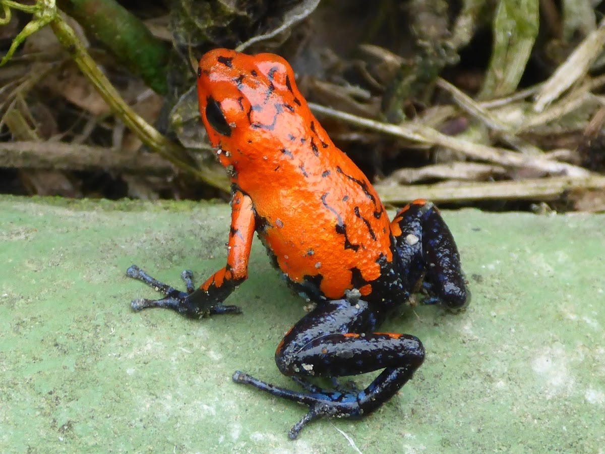 Blue jeans poison dart frog