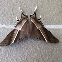 Tropical swallowtail moth