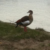 Egyptian Goose