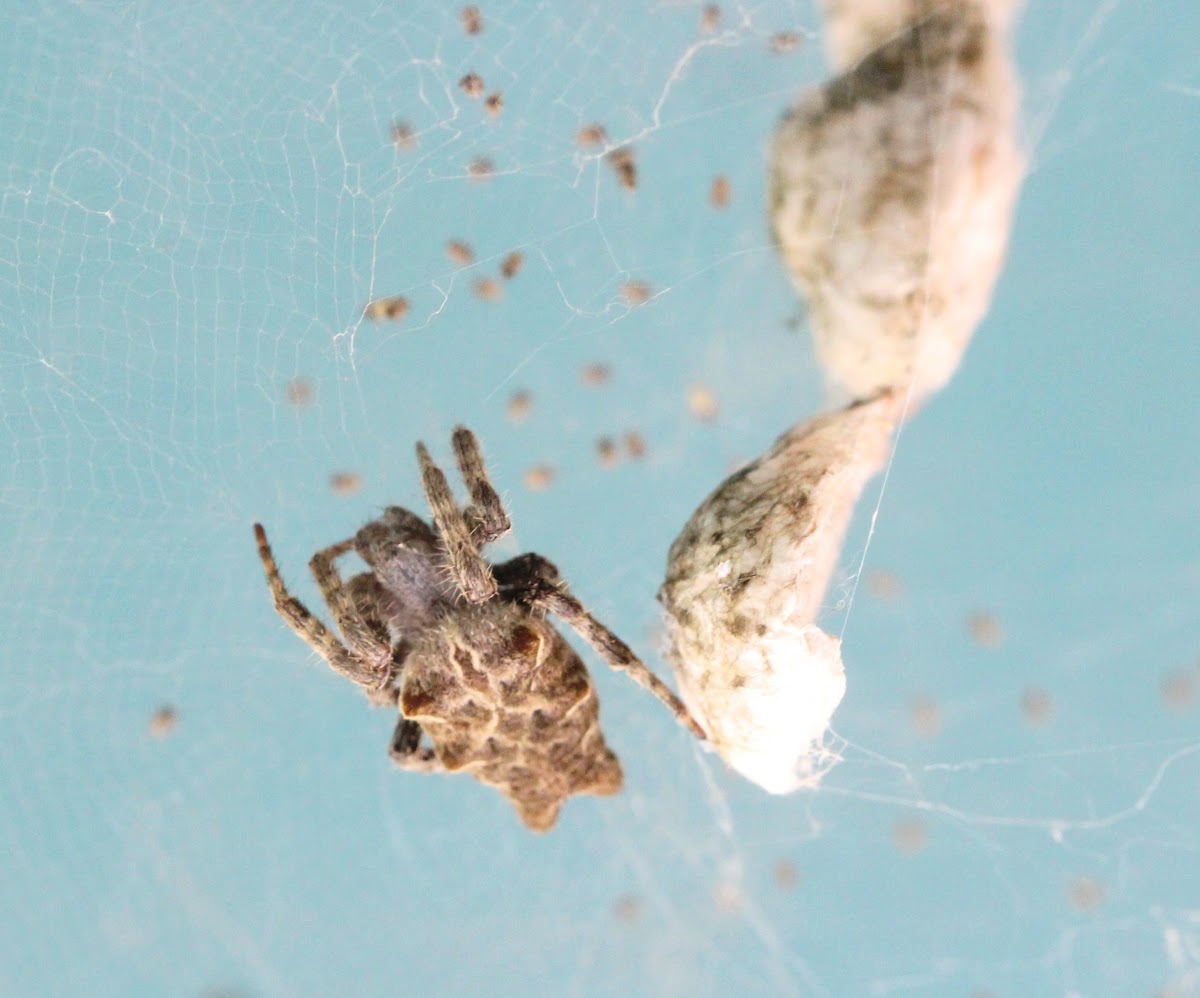 Tropical tent-web spider