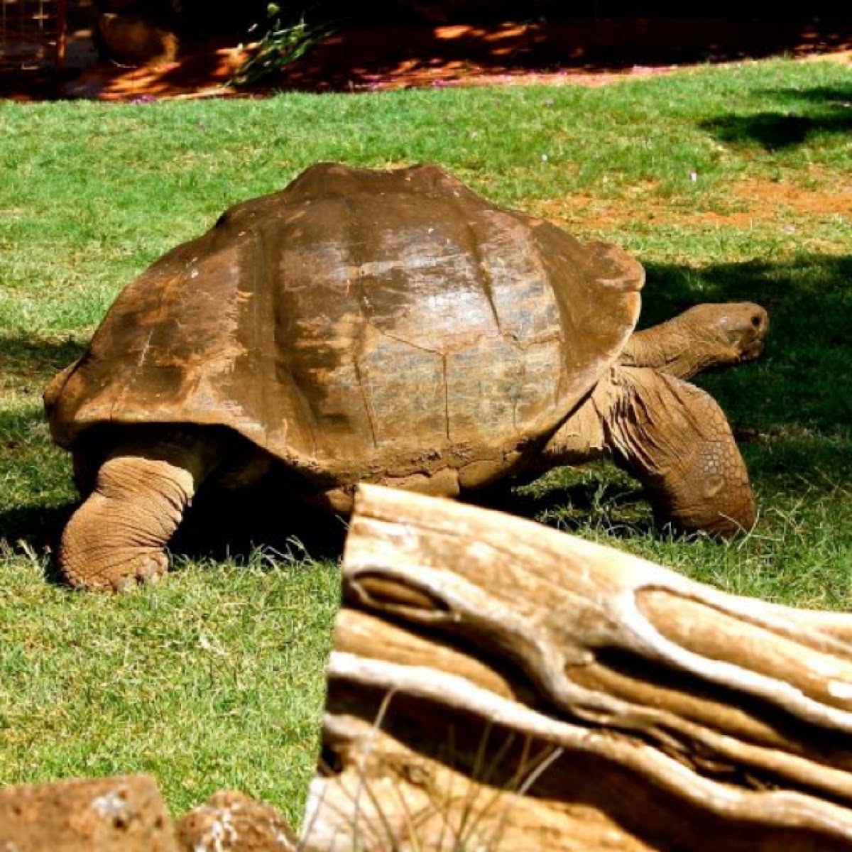 Giant tortoise