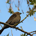 Brown-Headed Cowbird