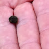 Caterpillar poop