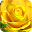 Rose Wallpaper Download on Windows