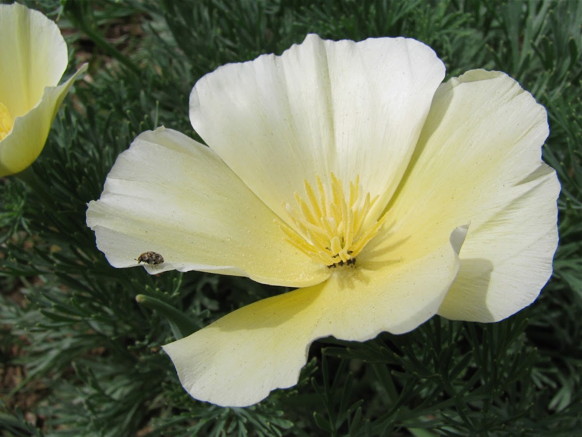 White California Poppy