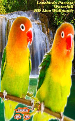 Lovebirds Parrots Waterfall