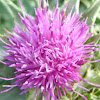 Herbacol / Cardoon