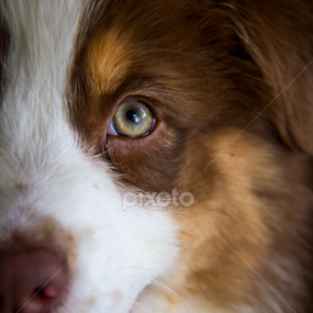 by Eliran Daniel - Animals - Dogs Portraits