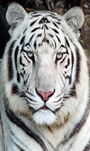Tiger Live Wallpaaer