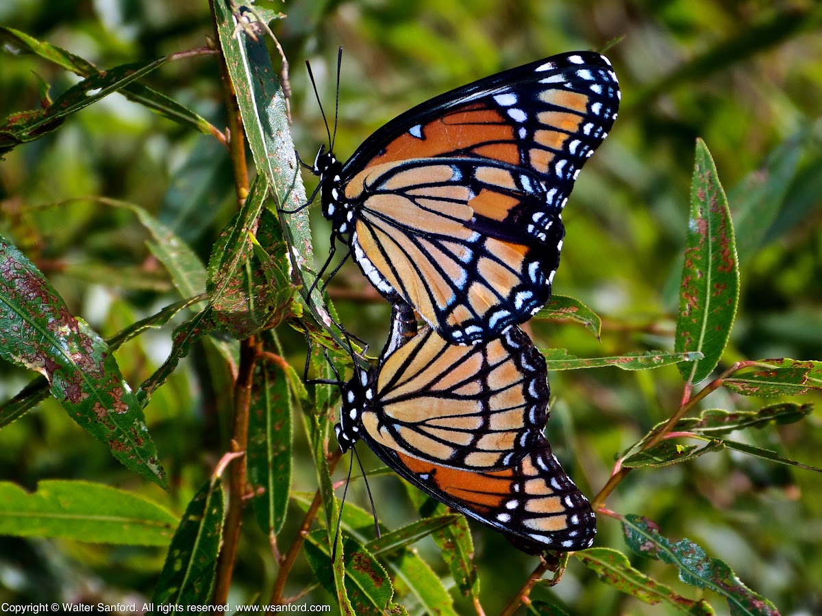 Viceroy butterflies (mating pair)