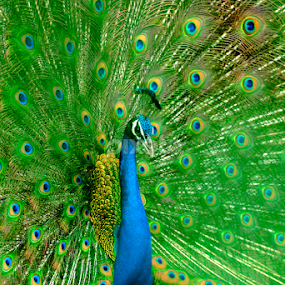 Monsoon Dance in India  by Saurav Chakraborty - Animals Birds