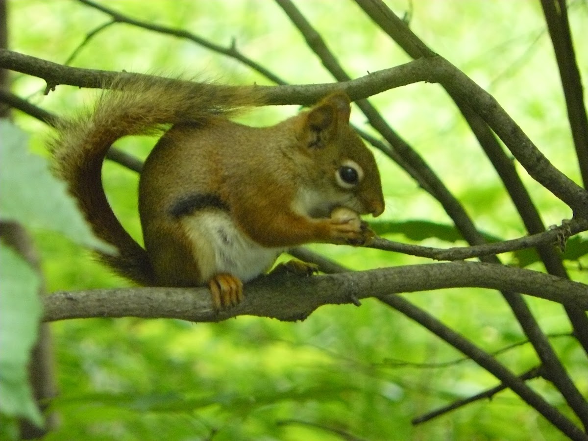 American Red squirrel