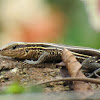 Four-lined whiptail