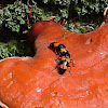 Pleasing Fungus Beetles