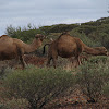 Camel (Dromedary or Arabian)