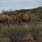Camel (Dromedary or Arabian)