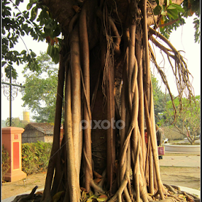 tangled  by Kausik Banerjee - Nature Up Close Trees & Bushes