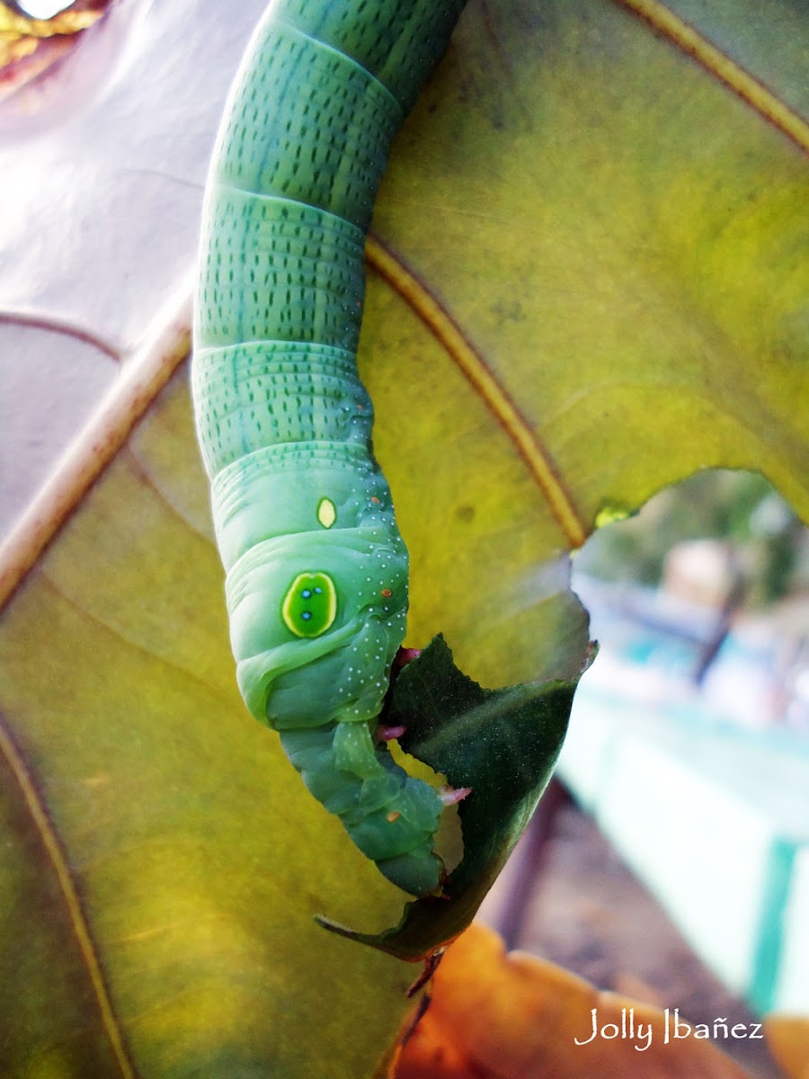 Vine Hawk Moth Caterpillar