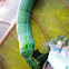 Vine Hawk Moth Caterpillar