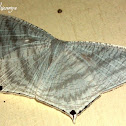 Uraniid Moth