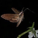 Wild Cherry or Laurel Sphinx Moth