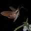Wild Cherry or Laurel Sphinx Moth