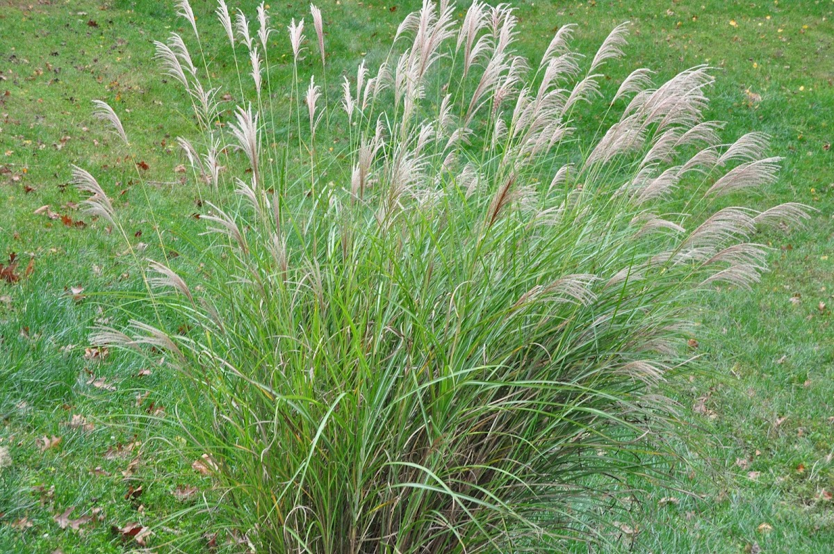 Fountaingrass