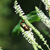 Large beetle