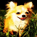 Cute dog Puzzle free1