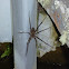 Fishing or Water Spider