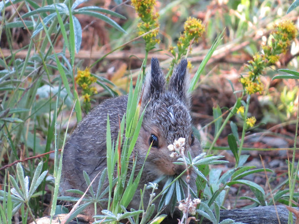 Mountain Cottontail or Nuttall's Cottontail | Project Noah