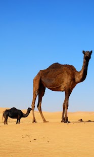 How to download الجمال : بانوراما الألغاز حيوا 1.04 unlimited apk for android