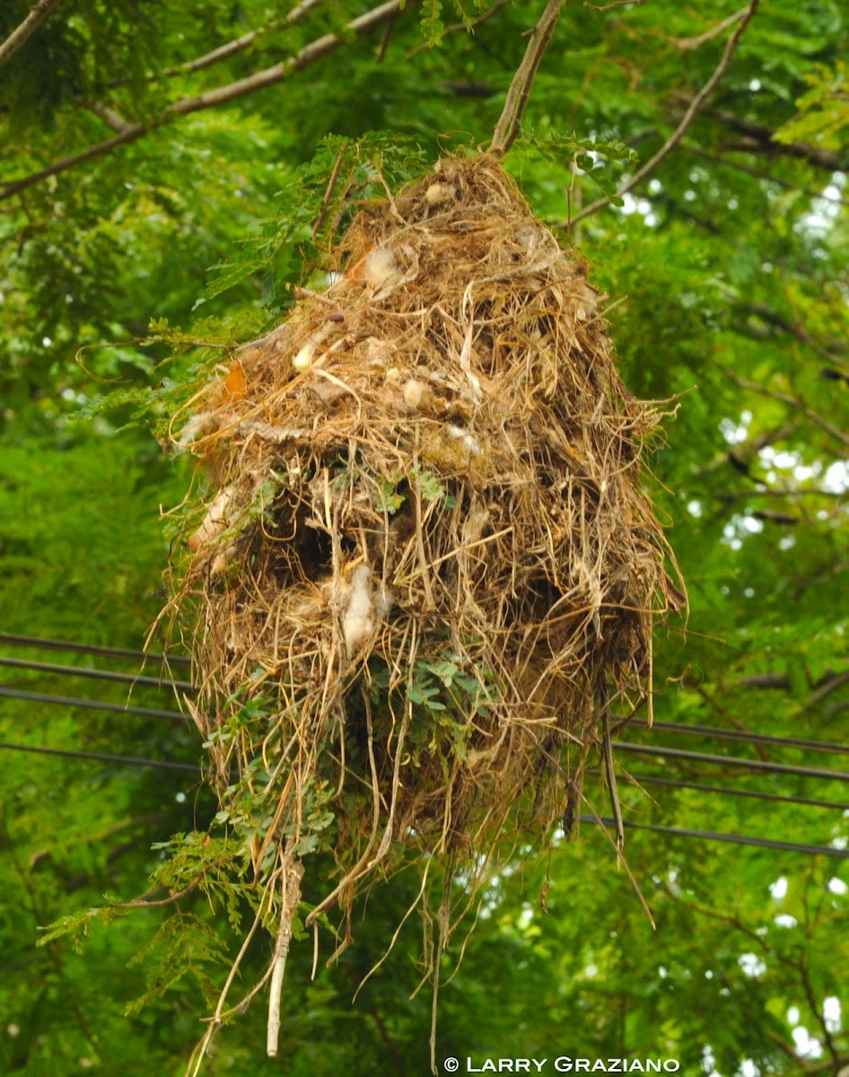 Ruddy-tailed Flycatcher Nest