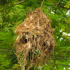 Ruddy-tailed Flycatcher Nest