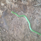 Eastern smooth greensnake