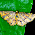 Geometridae moth.