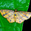 Geometridae moth.
